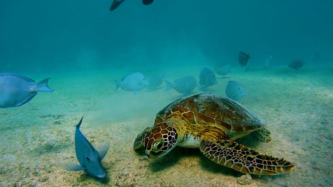 Snorkelen op Bonaire | Vakantie 2021-2022