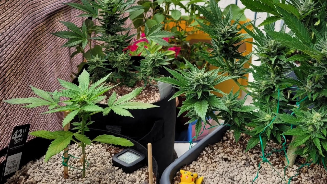 Stofftopf vs. Plastiktopf - Linda Seeds Fast Buds Outdoor Grow