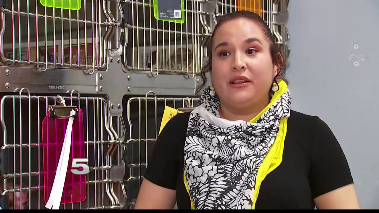 Importance of spaying and neutering pets
