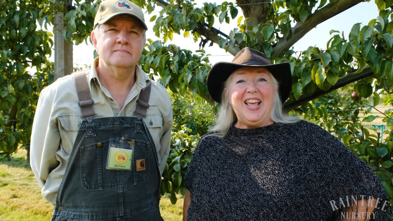 Raintree Nursery Learns About Espalier Apple Pruning!
