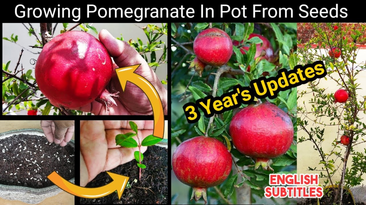 गमले में ढेर सारे अनार उगाने का तरीका~How To Grow Pomegranate In Pot From Seed To harvestFull Update