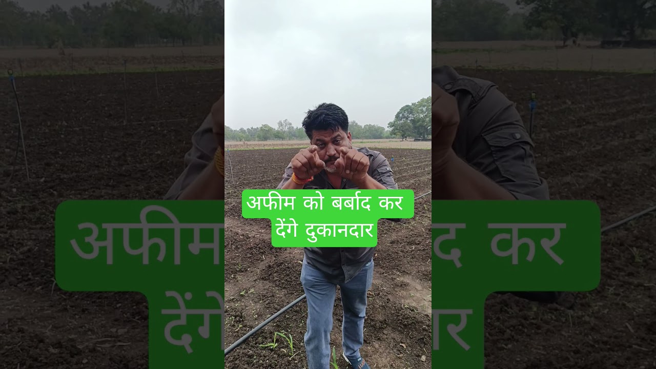 अफीम को मौसम नहीं है दुकानदार खराब करेंगे #अफीमकीखेती #Afimkikheti #AgritechGuruji