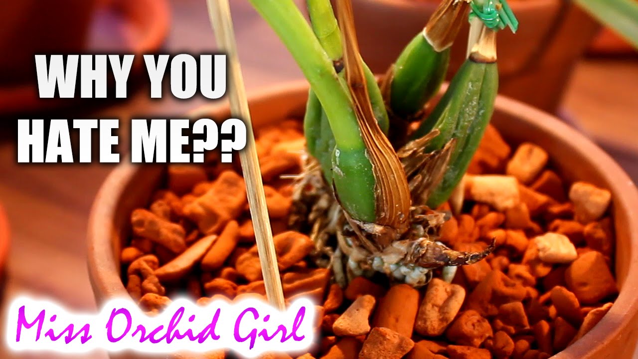 Zygopetalum Orchids - a love hate relantionship