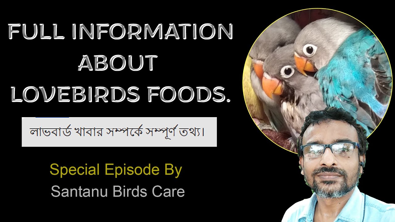 লাভবার্ডস খাবার সম্পর্কে Full Information. | কীভাবে খাবার সরবরাহ করবেন For Lovebirds ?
