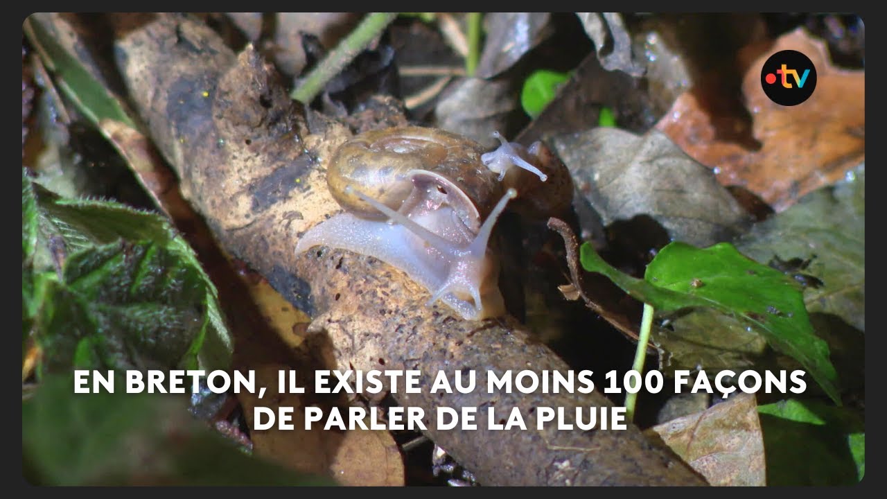Les 100 fa&ccedil;ons de parler de la pluie en breton. An Taol Lagad du 8 janvier 2026