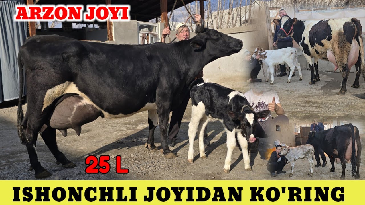 ILHOM AKA FERMASI SHVET RASISYKI ONA BOLA SIGIRLAR 5/4 mln ARZON JOYIDAN OLIB QOLING 