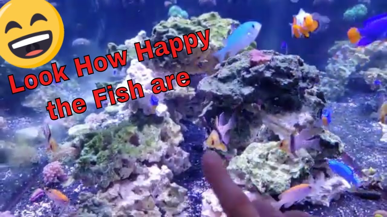 Aquascaping Marco Rocks with Morter to scape the perfect NANO Aquarium with Guests Marcelo and Ricky