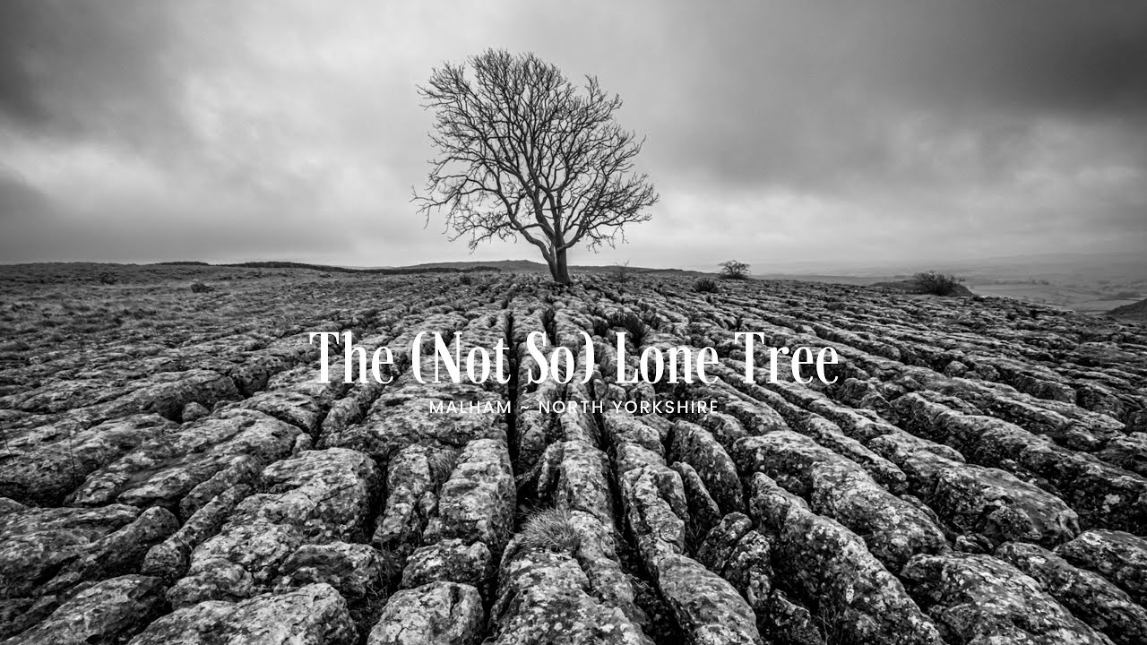 The (Not So) Lone Tree | A Photographic Exploration on The Limestone at Malham | Yorkshire Dales