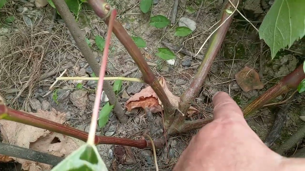 Druga uzgojna godina (formiranje čokota)  2 dio