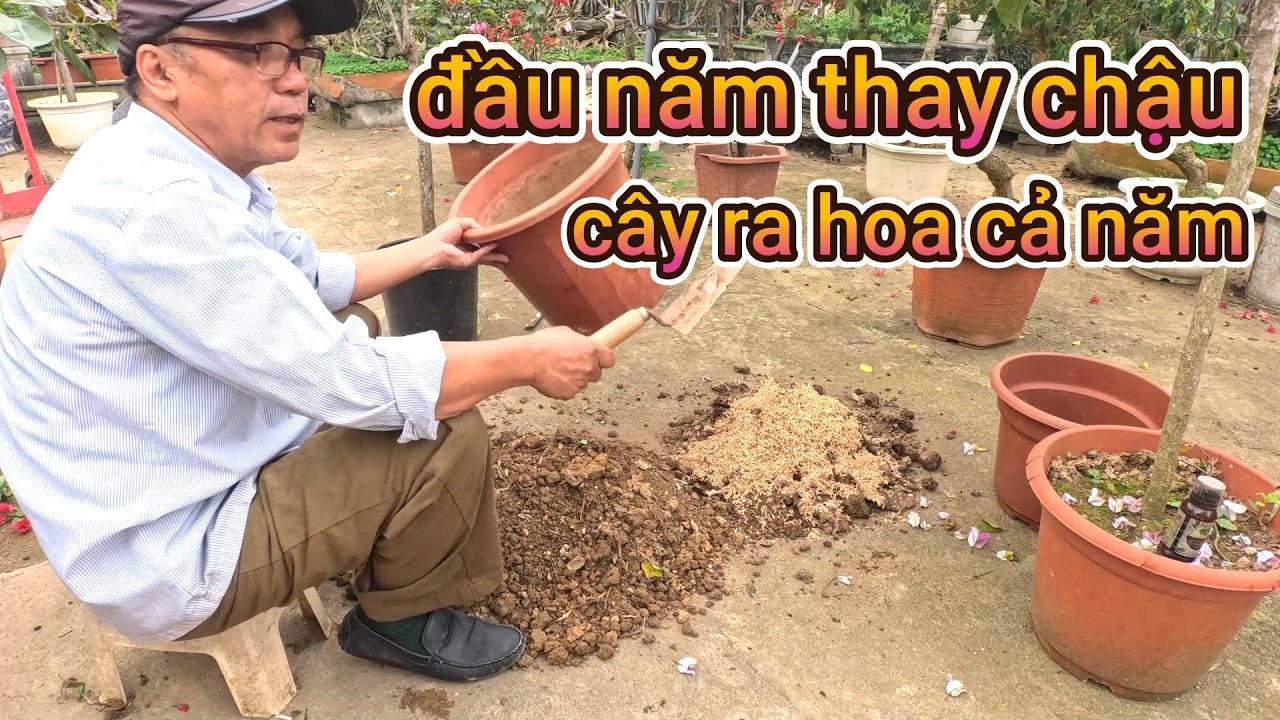 đầu năm nên thay đất thay chậu cho cây hoa giấy ra hoa quanh năm tươi tốt cả năm không phải nghĩ