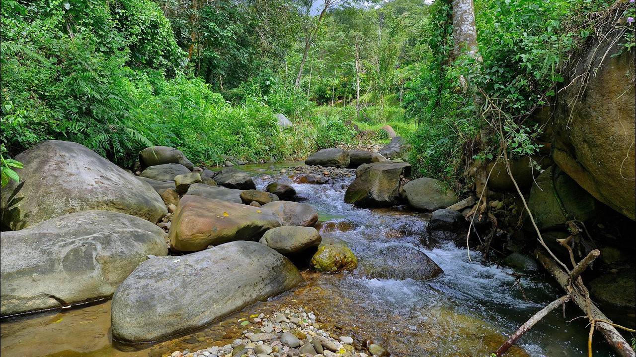 🌿Sleep Better Naturally with Tranquil Creek Flowing Over Smooth Forest Rocks