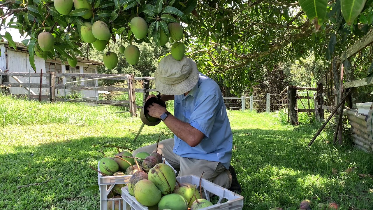 Mango Picking with a Long Pole Picker