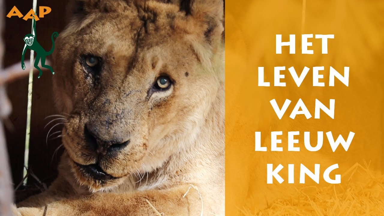 Stokoude leeuw King ingeslapen - dit is zijn levensverhaal - Stichting AAP