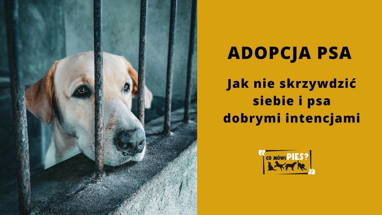 ADOPCJA PSA - Jak nie skrzywdzić siebie i psa dobrymi intencjami