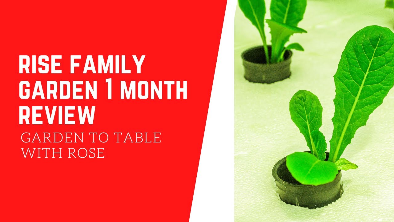 Rise Garden 1 Month Review