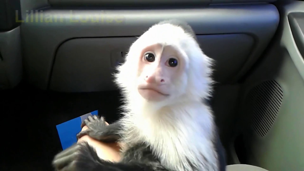 My Pet Monkey Visits the Vet