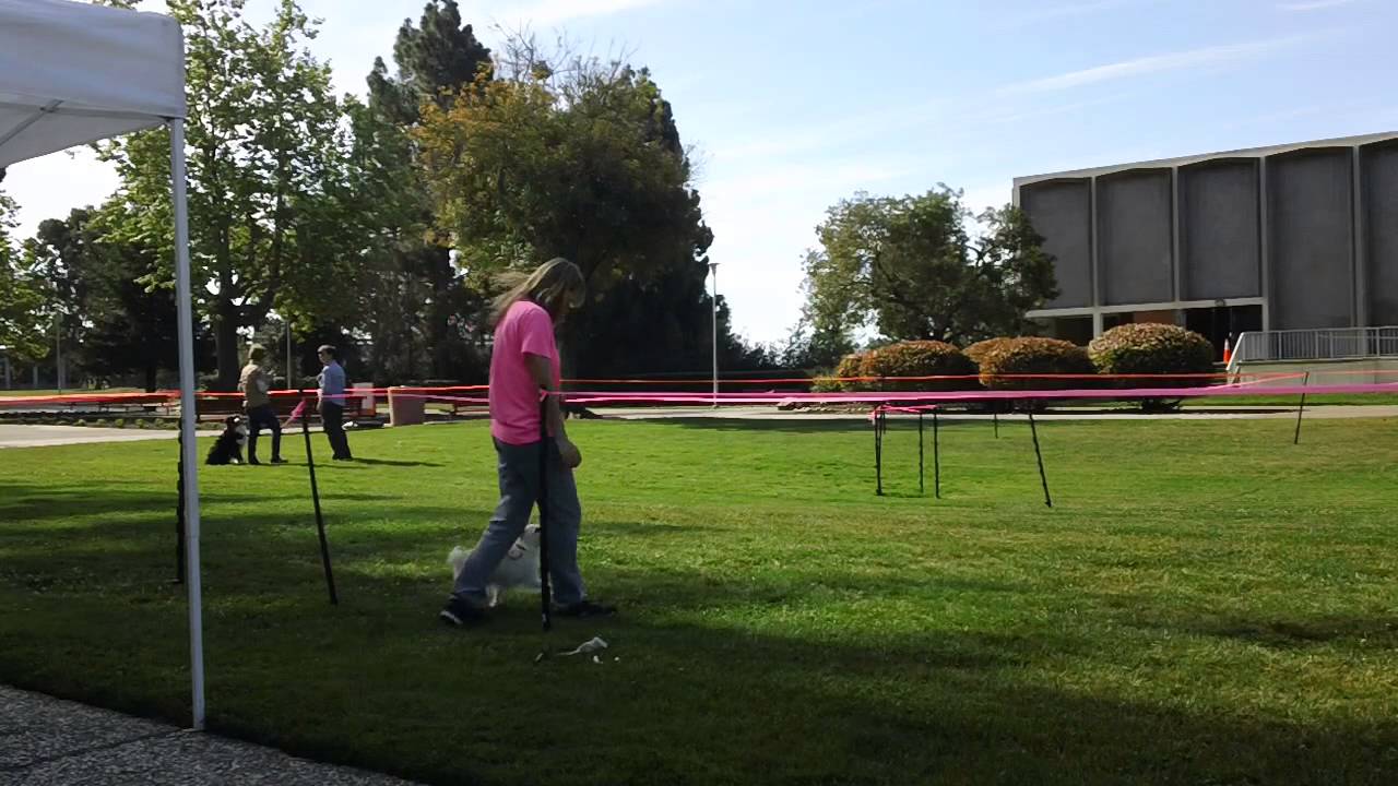 Promotional video for Engagement Class at Fenzi Dog Sports Academy!