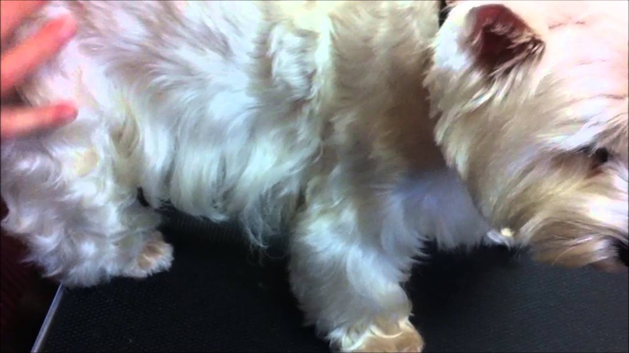 hond borstelen