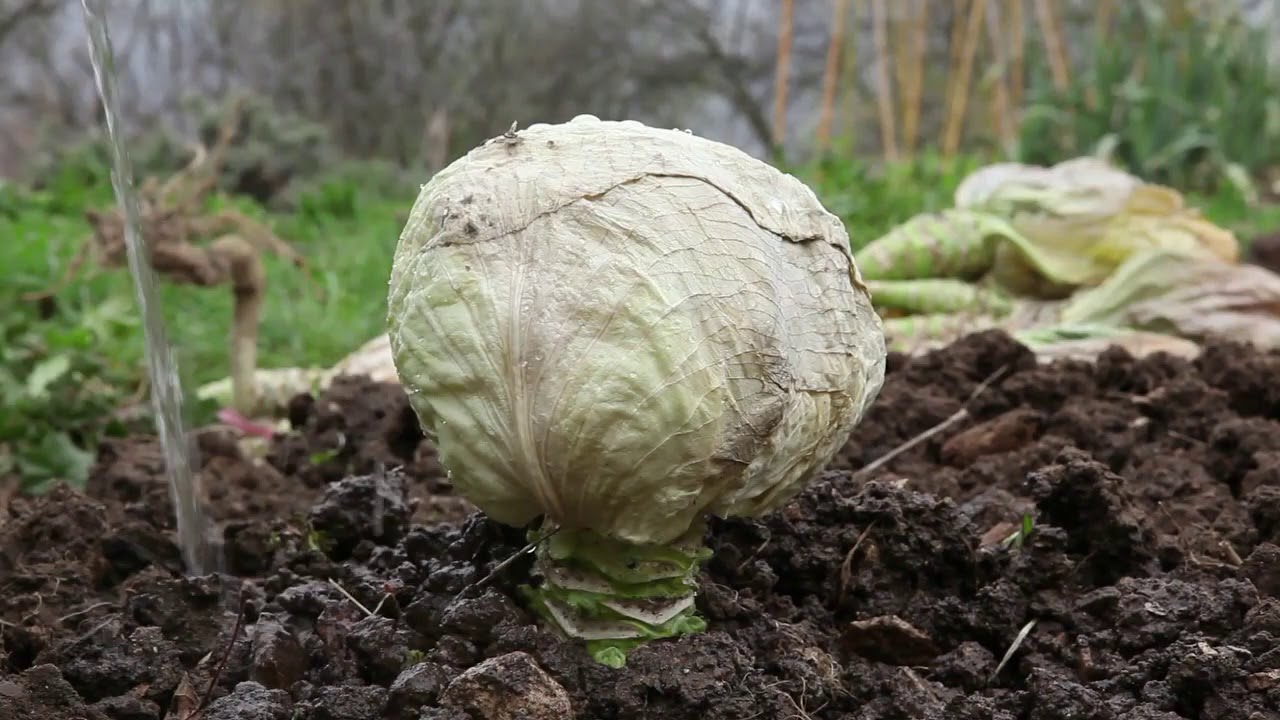 Saatgutgewinnung von Weiss und Rotkohl
