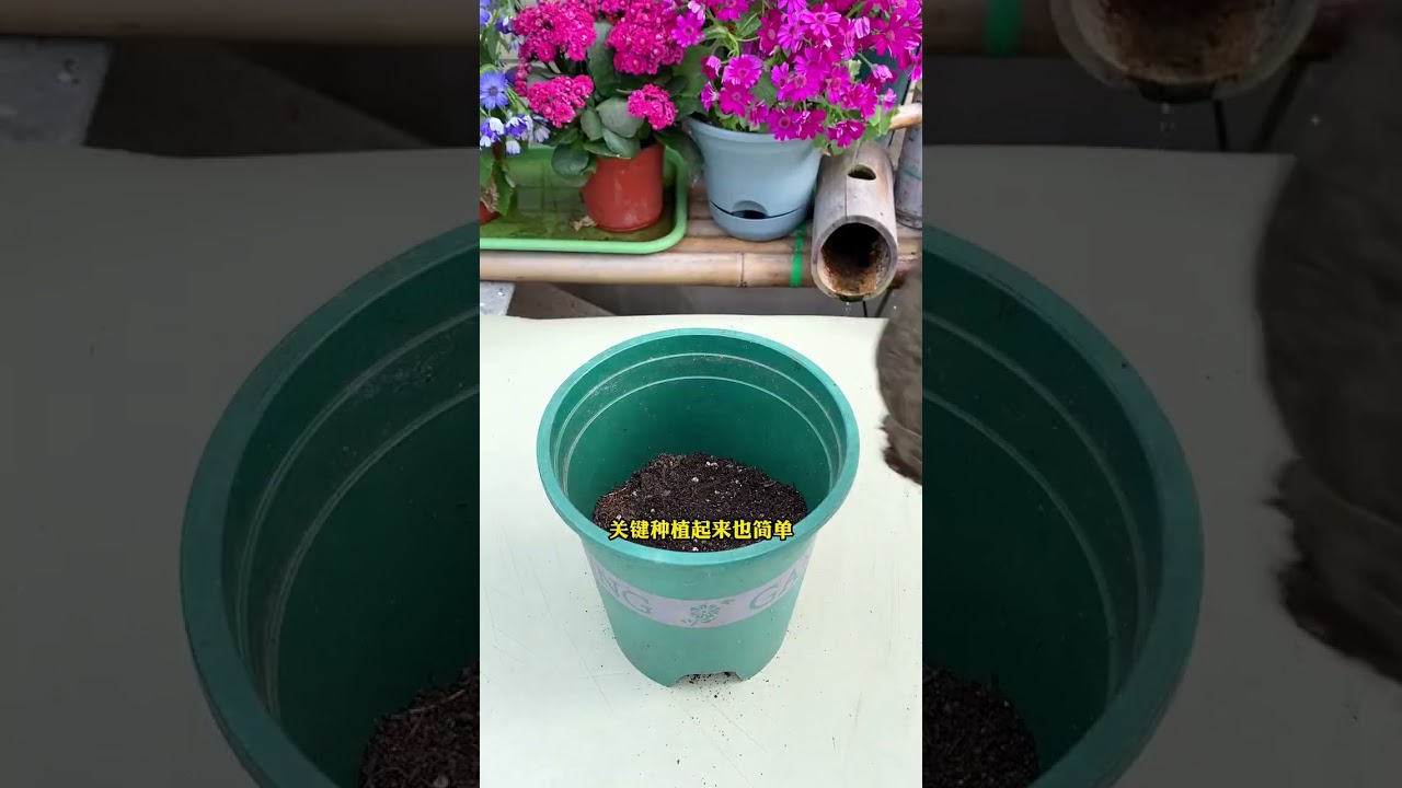 它一開花，，滿園都是它的花香味#雙色茉莉 #花卉綠植 #盆栽綠植