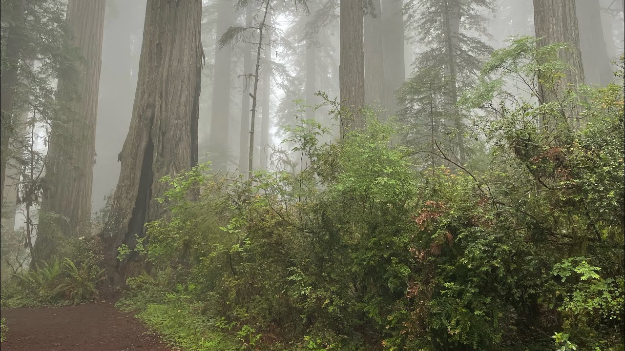 A Gem - Mill Creek Campground in Del Norte Redwood State Park