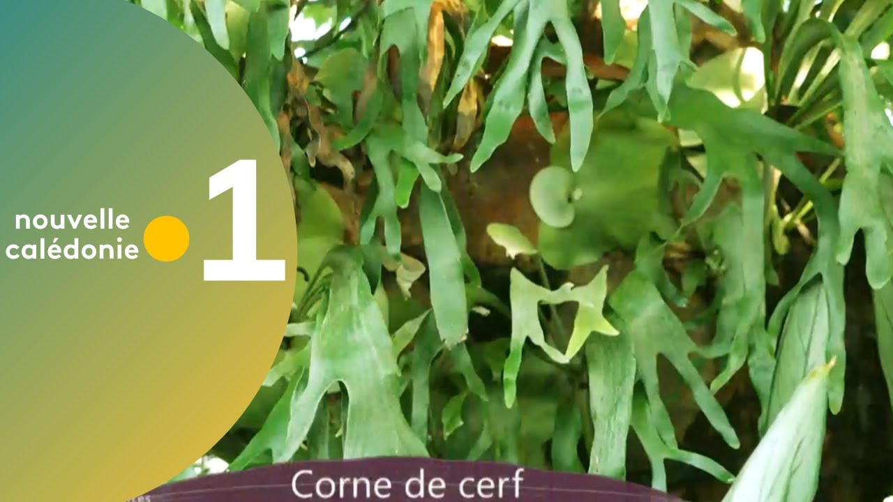 9/ Des racines et des plantes : 