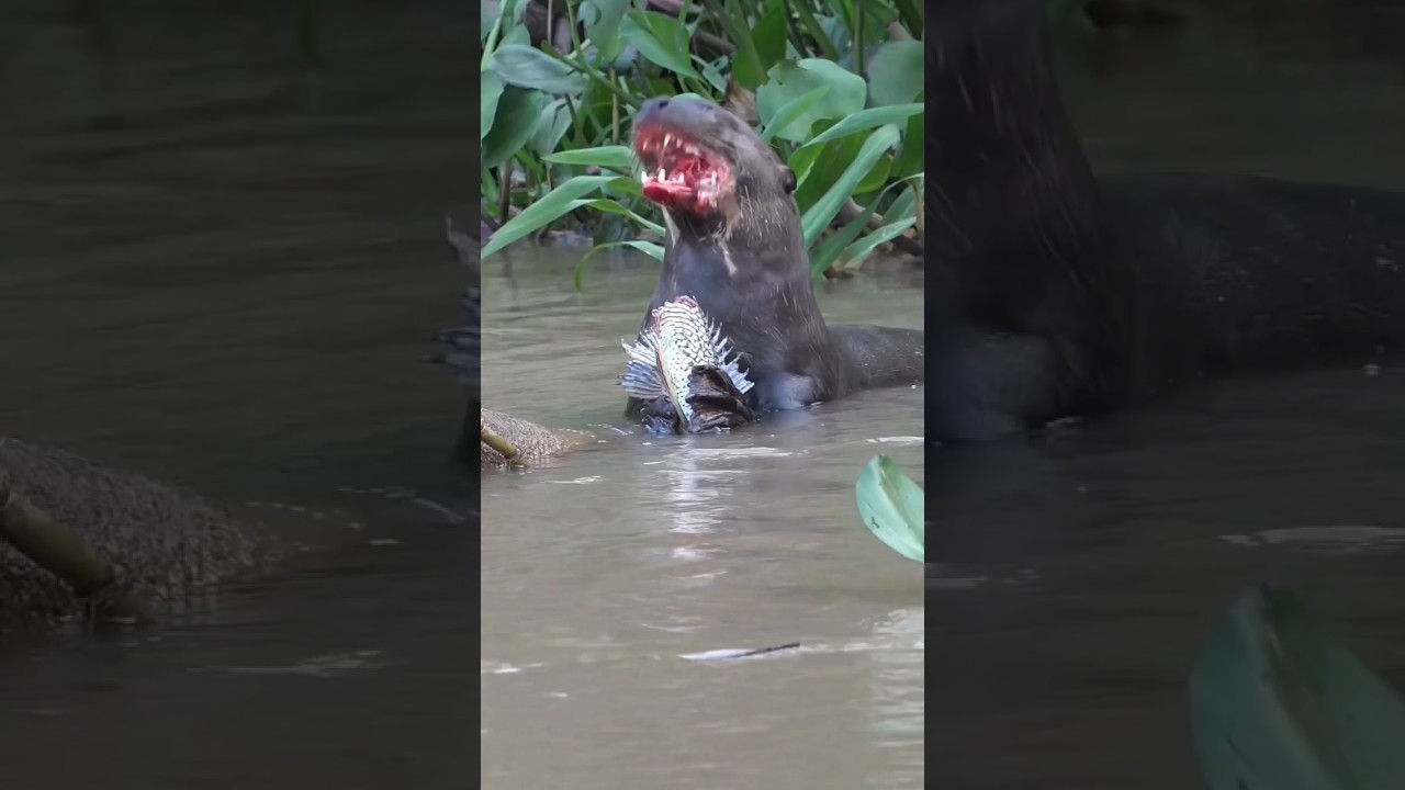 Giant River Otter | Aquatic Honey Badger
