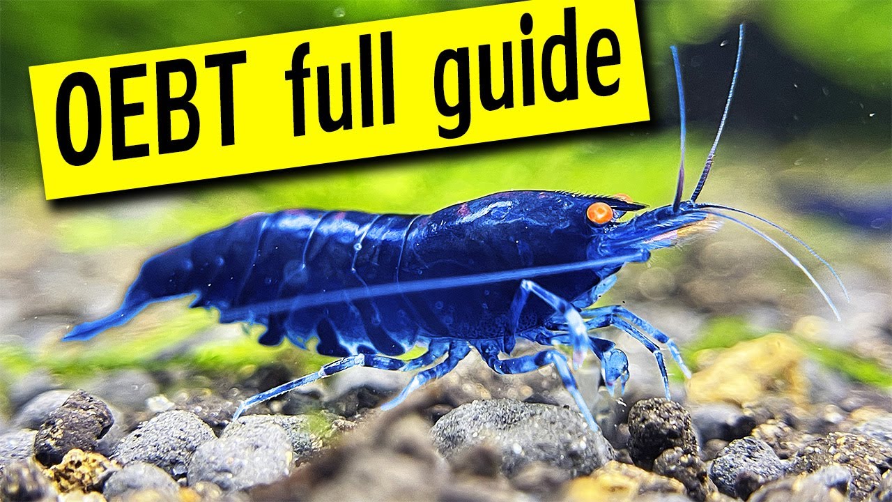 Orange Eye Blue Tiger Shrimp - All you need to know!