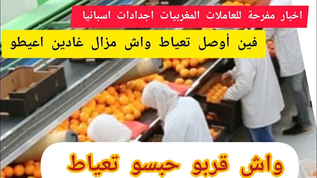 أخبار مفرحةللعاملات الفراولات المغربيات اجدادات اسبانيا واش سلا تعياط 🍐🍒🍏🫐🍇