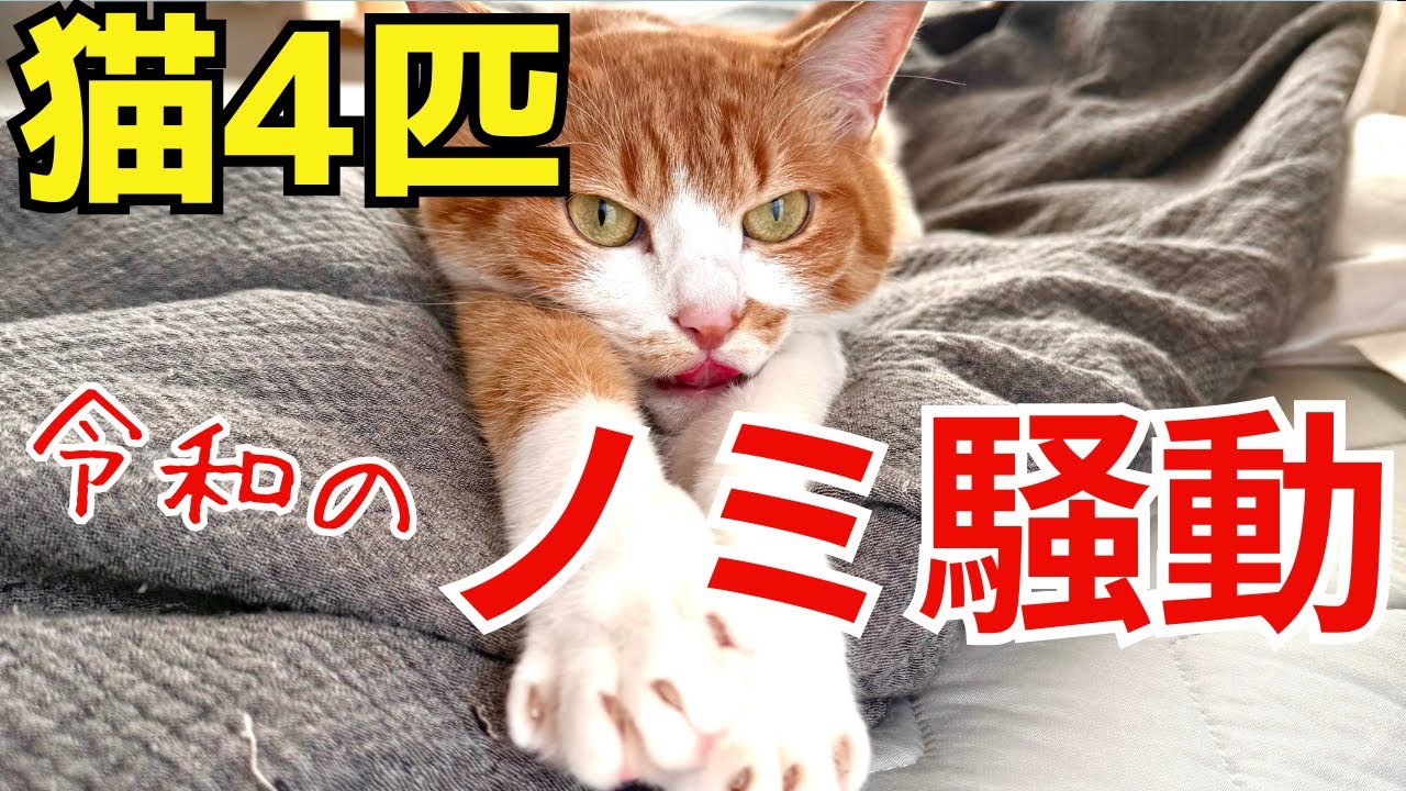 外出しない家猫にまさかのノミ騒動！からの病院沙汰。よんねこもひとりも大騒ぎです。