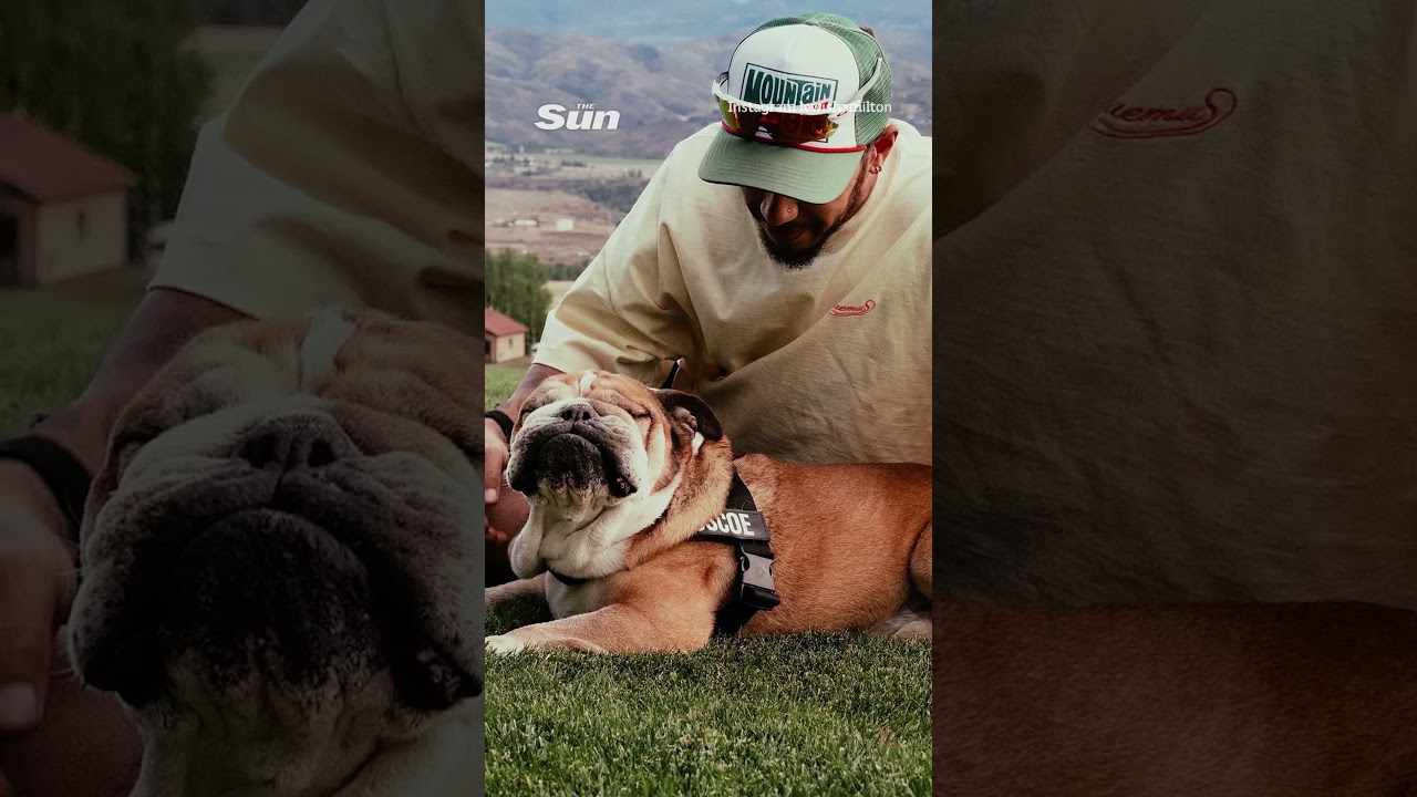 Lewis Hamilton's beloved dog Roscoe has died 💔 - The Sun Sport