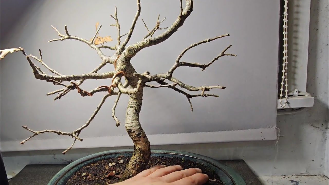 English Oak Bonsai Tree Ageing Process