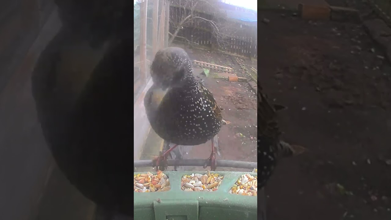 @birdfy_by_netvue ​@BirdfyShorts @ArkWildlife @RSPBvideo