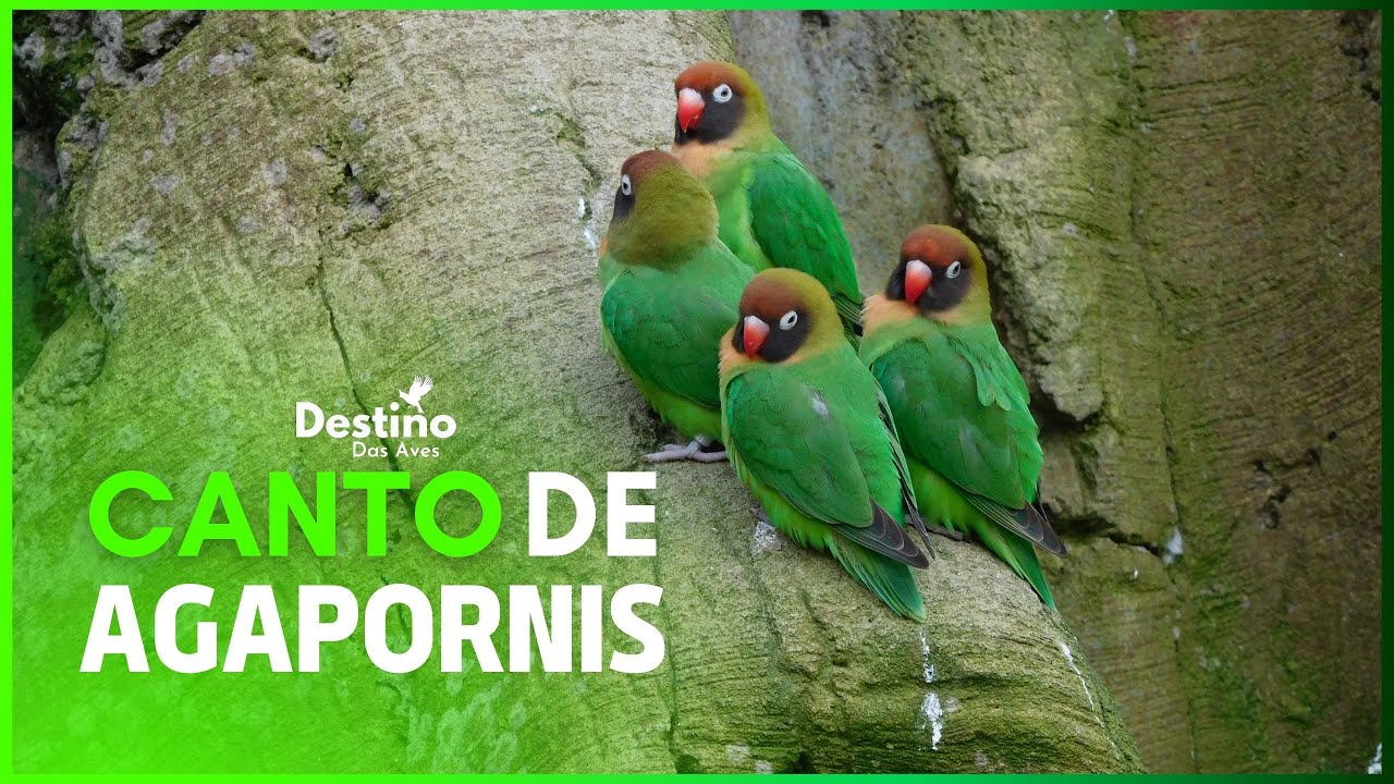 CANTO DE AGAPORNIS PARA ESTIMULAR REPRODUÇÃO
