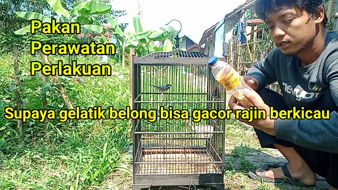 Perawatan Burung Gelatik Belong Supaya Gacor