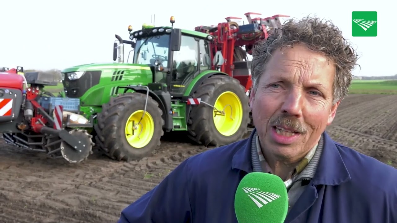 Lupine gezaaid in de Brabantse Peel