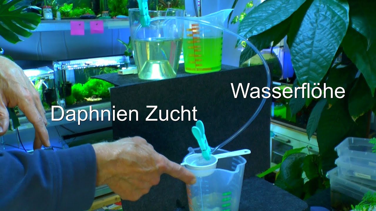 Wasserflöhe in der Zucht mit Algen. Daphnien Vermehrung Update
