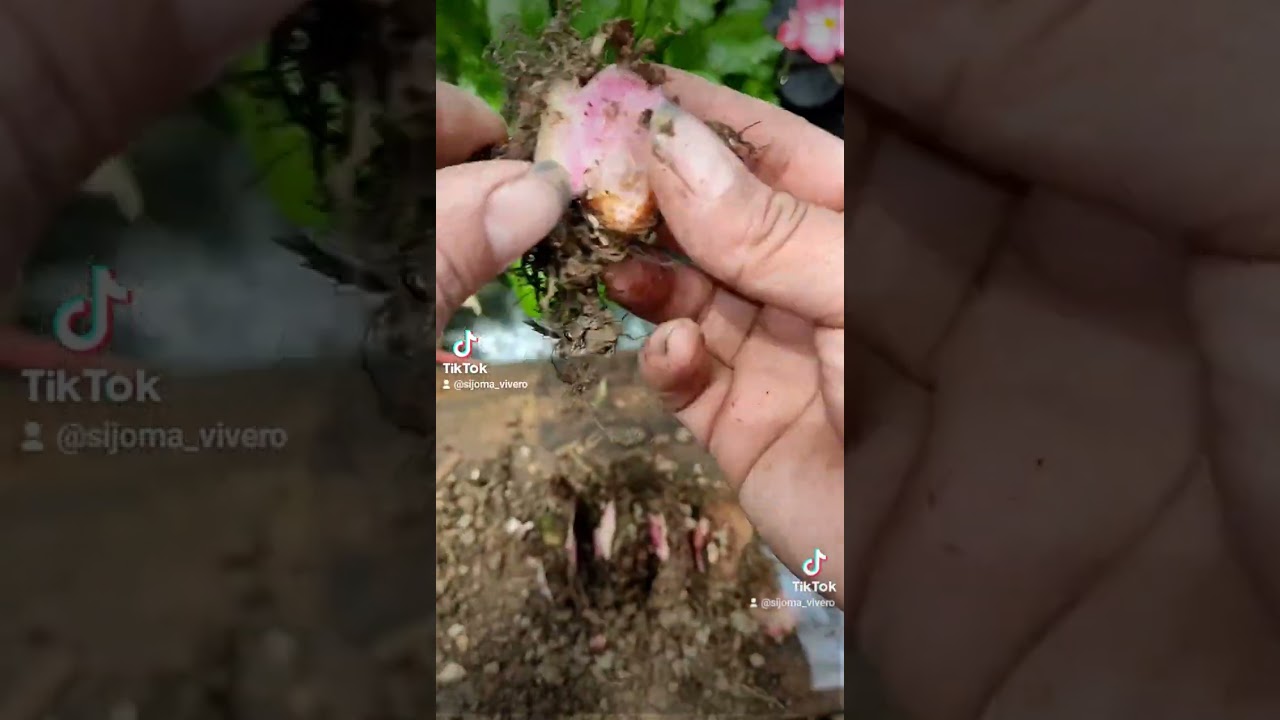 begonia tuberosa t&iacute;ps cuidados y reproducci&oacute;n lo que nadie te dice!! suscr&iacute;bete para m&aacute;s v&iacute;deos