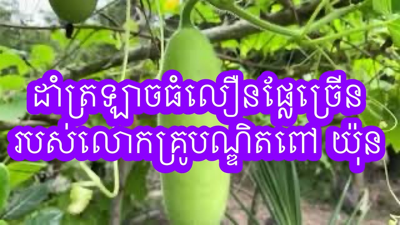 វិធីសាស្ត្រដាំត្រឡាចបានល្អ ធំលឿន និងផ្លែច្រើនរបស់លោកបណ្ឌិត ពៅ យ៉ុន#agriculturestomaches