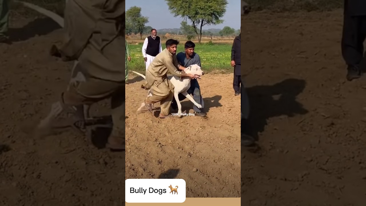 Pakistani Bully Dogs #shorts #youtubeshorts #trendingshorts #viralshorts #pakistani #doglover