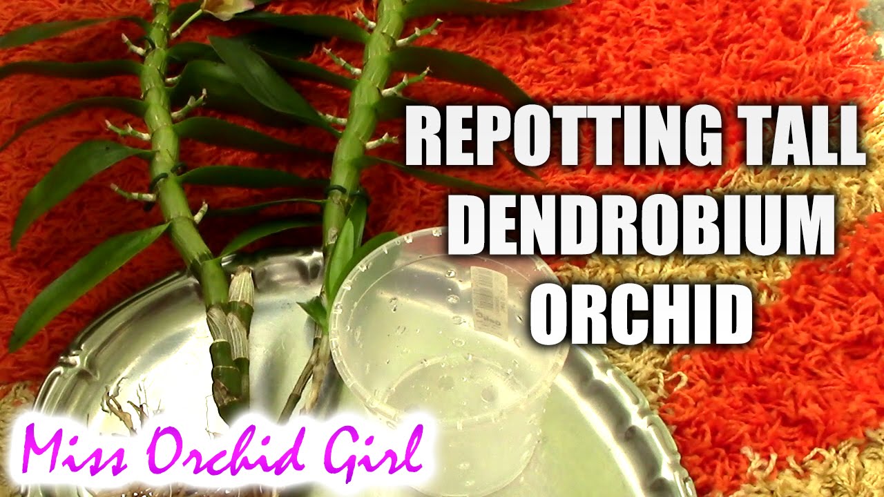 Repotting a tall Dendrobium orchid