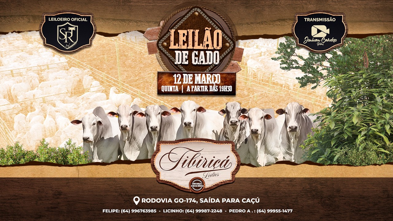 🔴AO VIVO⭐LEILÃO DE GADO 12/03/2026 - TIBIRIÇÁ LEILÕES 🐂🐂🐂