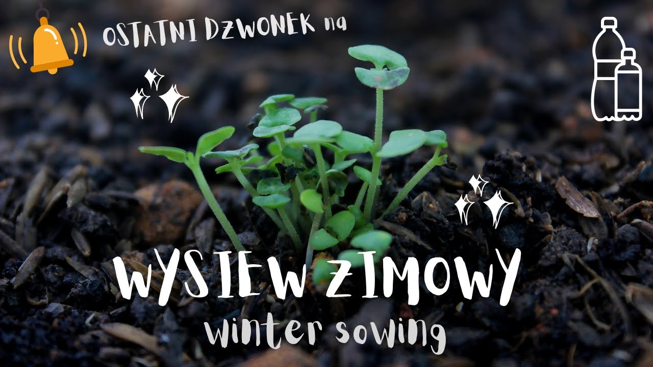 #2 Wysiew Zimowy | Projekt: Ogr&oacute;d Kwiatowy | wysiew malwy i naparstnicy #ogr&oacute;d  #wintersowing