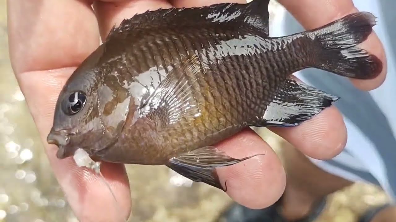 Pescaria Incrível na Praia do Saco (Marechal Deodoro)