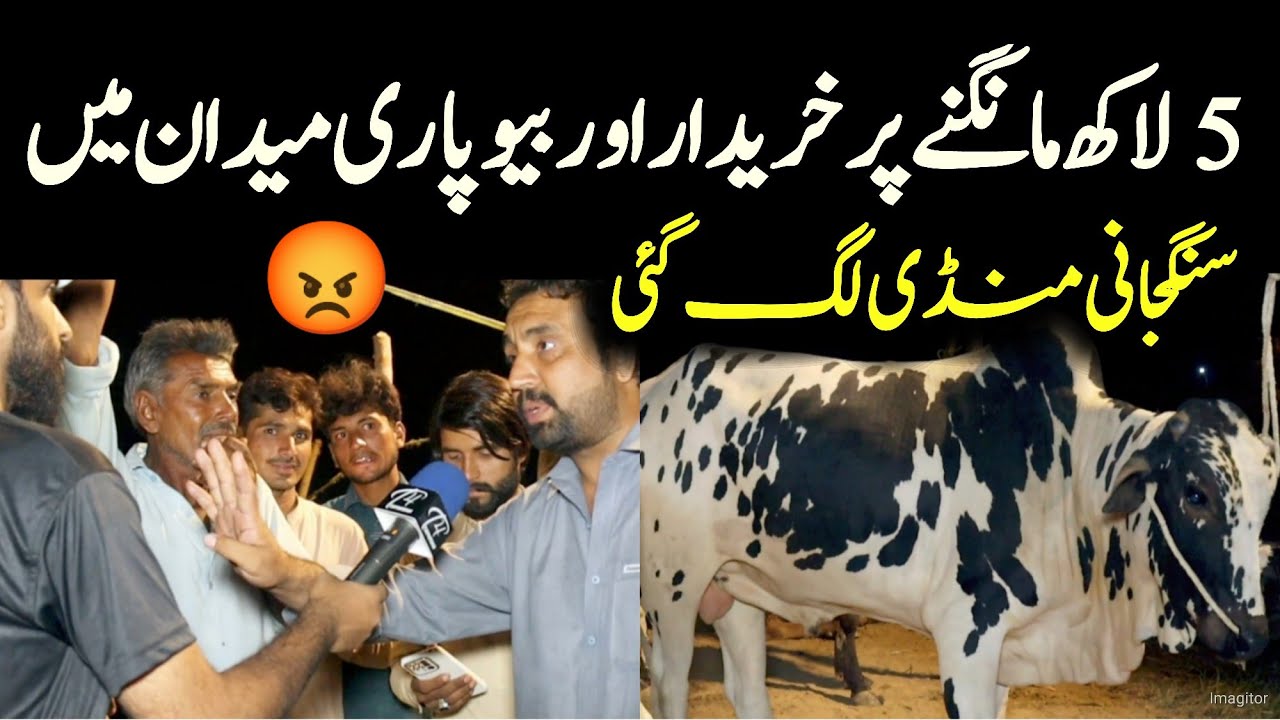 sangjani mandi 2023 - Fateh jang bulls 2023 - dangerous bulls - bakra Mandi 2023 - qurbani 2023