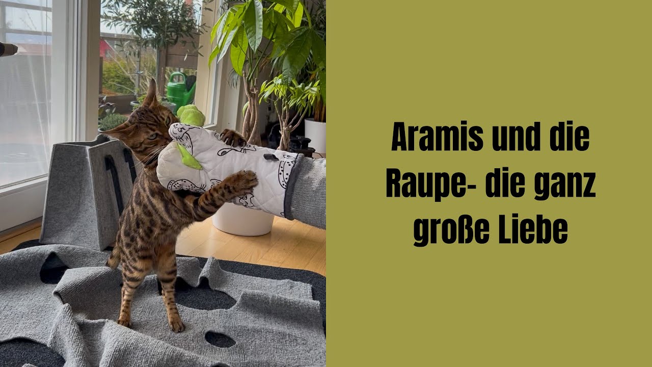Aramis & die Raupe- die ganz gro&szlig;e Liebe #katzenvideos #bengalkatze #katze #katzen #katzenaufyoutube