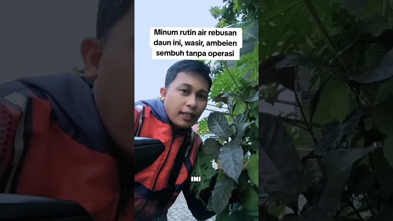 khasiat daun ungu atau handelen bantu atasi wasir ambeien secara alami 