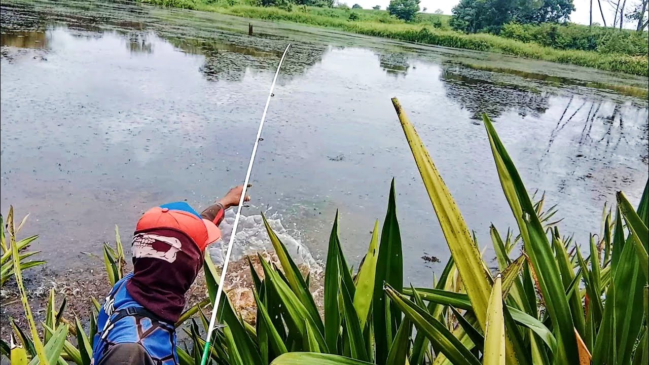 kemarahan IKAN TOMAN saat anaknya di ganggu/casting toman saat musim beranak