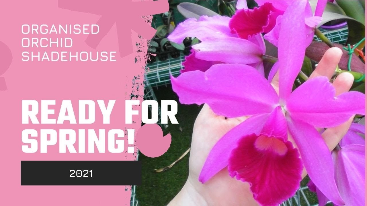 Orchid Shadehouse // Organised by Genera