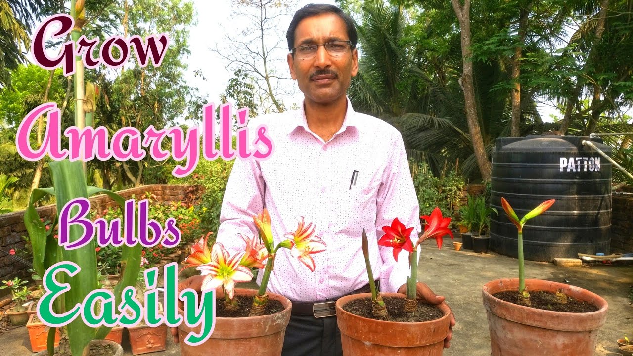 How to Grow AMARYLLIS BULBS at Home Easily